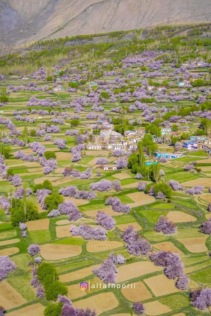 Spring Landscape